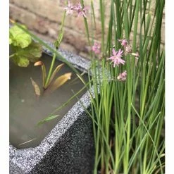 W80cm 'Pond In A Pot' Trough Black Fibreglass Planter Outdoor Use -Plants outlet store WF9903 add image 4 f39d