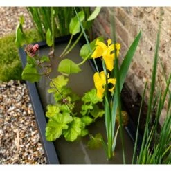 H24cm Pond-In-A-Trough Black Wildlife-Friendly Zinc Planter 11 H24cm Pond-In-A-Trough Black Wildlife-Friendly Zinc Planter -Plants outlet store WF9907 add image 1 a617