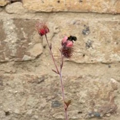 H24cm Pond-In-A-Trough Black Wildlife-Friendly Zinc Planter 15 H24cm Pond-In-A-Trough Black Wildlife-Friendly Zinc Planter -Plants outlet store WF9907 add image 5 298e
